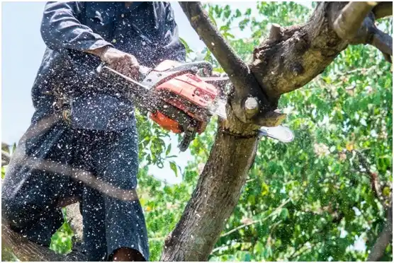 tree services Chandler